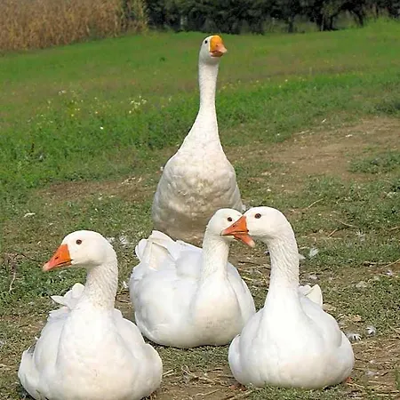 Szálloda I Grilli